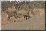 Langs de weg onze richting op
(Kruger Park 2007-09)