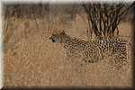Door het bermgras langs ons
(Kruger Park 2007-09)