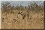 De hyeana nu met de impala prooi, de wel 30 gieren wachten geduldig
(Kruger Park 2007-09)