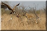 Ondertussen een tweede hyena.
Er zijn ook twee jakhalzen geweest die weggejaagd zijn, maar niet voordat ze toch een stukje prooi hadden bemachtigd
(Kruger Park 2007-09)