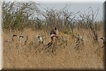 Duidelijk de achterkant van een impala herkenbaar
(Kruger Park 2007-09)