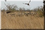 Het vertrek van de hyena's, de gieren duiken op de achtergelaten resten (1)
(Kruger Park 2007-09)