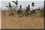 Het vertrek van de hyena's, de gieren duiken op de achtergelaten resten (2)
(Kruger Park 2007-09)