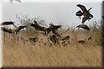 Het vertrek van de hyena's, de gieren duiken op de achtergelaten resten (3)
(Kruger Park 2007-09)
