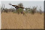 Een van de hyena's met z'n bebloede bek en een deel van de prooi verder in het veld
(Kruger Park 2007-09)