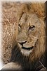 Een gehavende leeuw
(Kruger Park 2007-09)