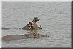 Gapend nijlpaard
(Kruger Park 2007-09)