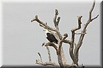 Visarend 
(Kruger Park 2007-09)