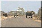 Overstekende olifanten, waar hebben we dat eerder gezien?
(Kruger Park 2007-09)