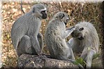 Vlooiende apen, we moesten aan Marcella denken.
Zij is luizen moeder op school...
(Kruger Park 2007-09)