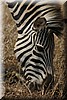 Een prachtige zebra kop
(Kruger Park 2007-09)