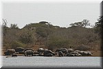 Grote groep nijlpaarden op de kant.
(Kruger Park 2007-09)
