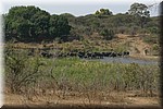 Grote groep olifanten doorwaden de rivier
(Kruger Park 2007-09)