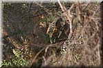 En weer hebben we vandaag twee (jacht)luipaarden gezien!
(Kruger Park 2007-09)