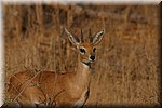 Een oorbietje in het Afrikaans
(Kruger Park 2007-09)