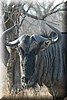 Een gnoe (wildebeest)
(Kruger Park 2007-09)