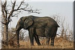 Een olifant zonder staart
(Kruger Park 2007-09)