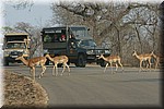 Het zuidelijke deel van Kruger kent meer toeristen en dus ook (veel) meer tour wagens dan het midden en noorden
(Kruger Park 2007-09)