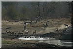 Drukte bij een waterplaats
(Kruger Park 2007-09)
