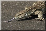 Een grote leguaan
(Kruger Park 2007-09)