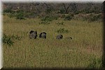 Olifanten half verborgen in het riet in een rivierbedding
(Kruger Park 2007-09)