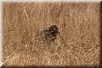 Voorbeeld hoe moeilijk dieren vaak te spotten zijn, hier een leeuwin
(Kruger Park 2007-09)