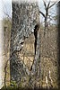Een opmerkelijke doorkijk boom
(Kruger Park 2007-09)