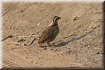 Een vogeltje
(Kruger Park 2007-09)
