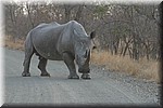 Een close encounter met een witte neushoorn.
We kwamen een heuvel af de bocht om zonder wild te verwachten, en daar stond deze een meter van de weg in de berm...
(Kruger Park 2007-09)