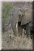 Statige olifant
(Kruger Park 2007-09)