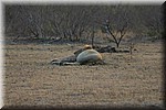 Nog geen 5 km van Berg en Dal 's morgens net na 6 uur, een luie leeuw
(Kruger Park 2007-09)