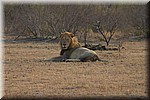 Na een poosje toch maar eens de bezoekers bekijken 
(Kruger Park 2007-09)