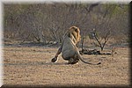 Aktie!
We staan al een half uurtje en zijn met de thee/koffie bezig
Onze achter buren zitten te ontbijten...
(Kruger Park 2007-09)