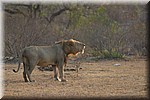 Brul (1)
(Kruger Park 2007-09)