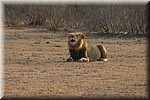 Brul (3)
Liggend 
(Kruger Park 2007-09)