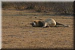 Brul (4)
languit en wat een buik!
(Kruger Park 2007-09)