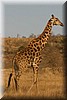 Mooie giraffe
(Kruger Park 2007-09)