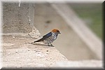 Kleinstreepwael (Afrikaans)
(Kruger Park 2007-09)