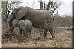 Moeder met kleintje
(Kruger Park 2007-09)