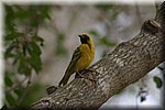 Een geelvink
(Kruger Park 2007-09)