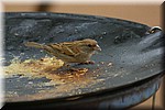 Musje eet de restjes uit de braai.
Dit zie je op elke picknick plaats, zodra de mensen bij de braai weggaan kapen vogels alles wat erop ligt
Ze lijken wel vuurvaste pootjes te hebben
(Kruger Park 2007-09)