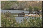 Nijlpaarden met vogeltjes op de rug gaan weer te water
(Kruger Park 2007-09)