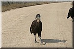 Een jonge grond neushoornvogel
(Kruger Park 2007-09)
