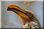 Gele neushoornvogel
(Kruger Park 2007-09)