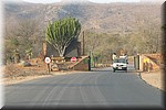 Aparte boom bij de toegangspoort van Berg en dal
(Kruger Park 2007-09)