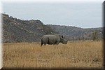 De neushoorn even later in het veld
(Kruger Park 2007-09)
