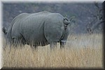 Zo plast een neushoorn dus...
(Kruger Park 2007-09)