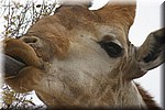 Close up van een etende giraffe
(Kruger Park 2007-09)