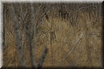 Nog een katachtige!
Een serval, jammer genoeg niet zo duidelijjk gezien.
(Kruger Park 2007-09)