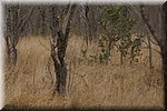 Nog wat oortjes op afstand
(Kruger Park 2007-09)